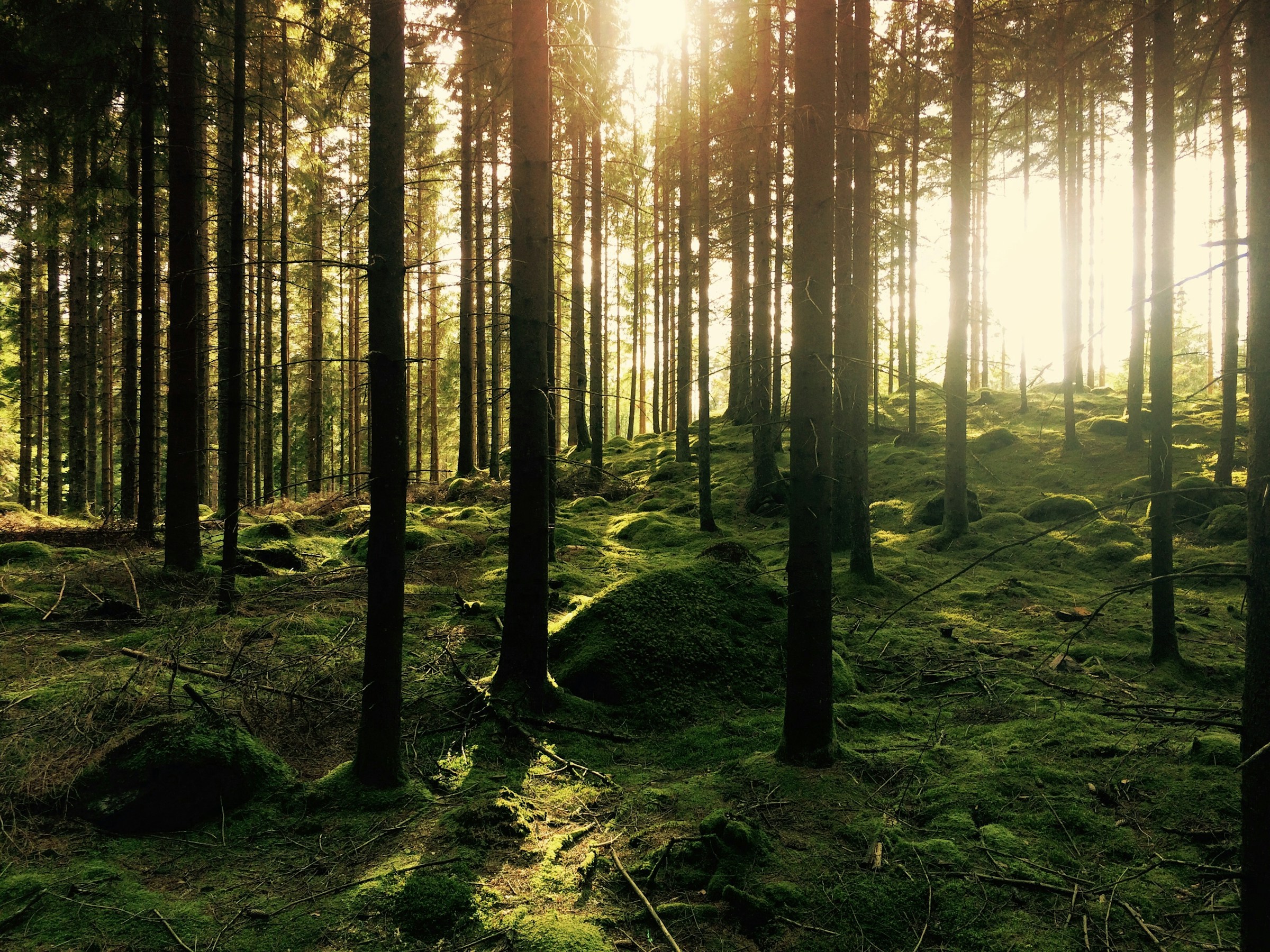 Wie der Wald hilft Entzündungen zu reduzieren.