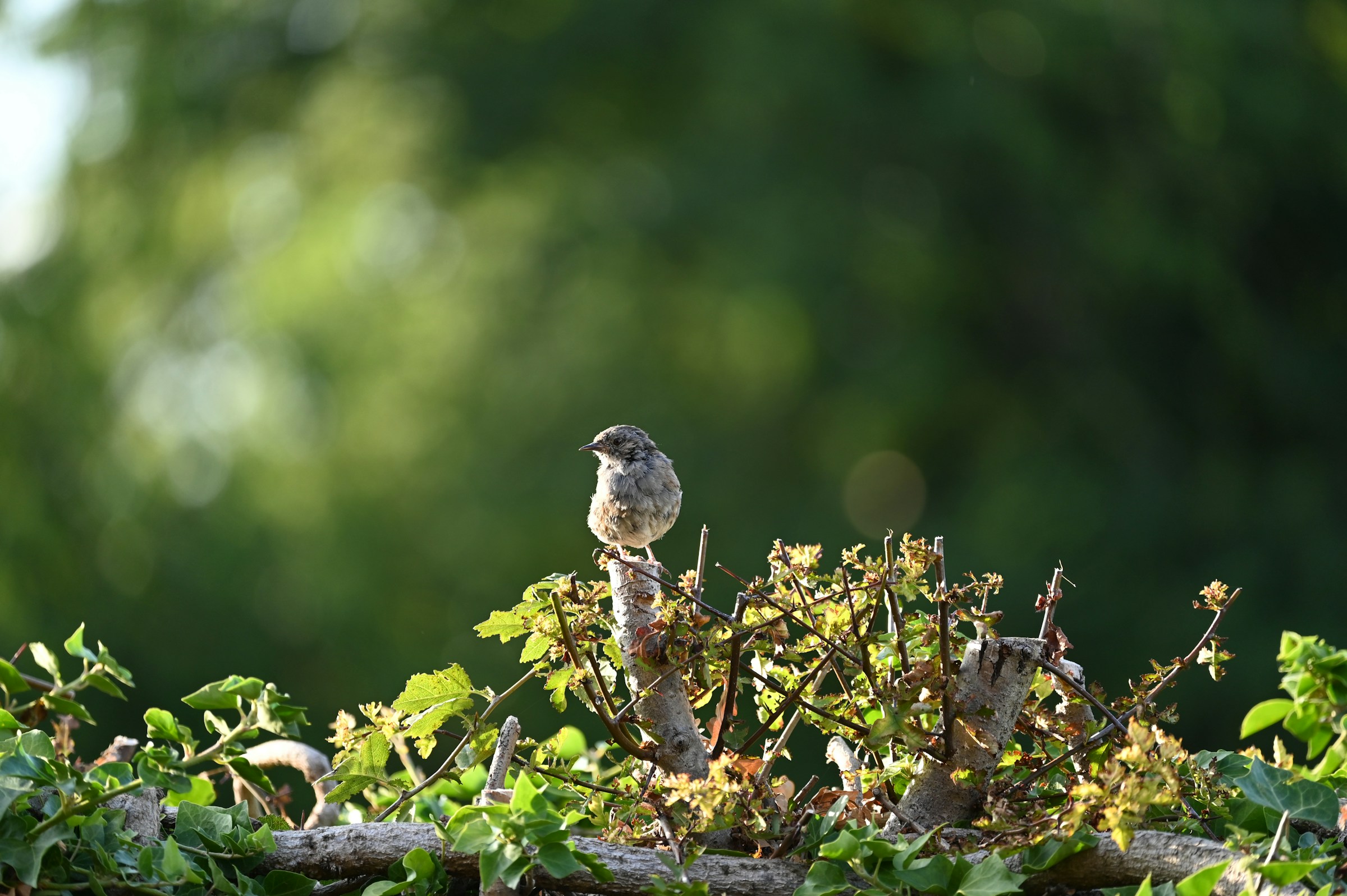 Ein Vogel sitzt auf einer reifen Bentjeshecke Totholzhecke und geniesst das Leben.