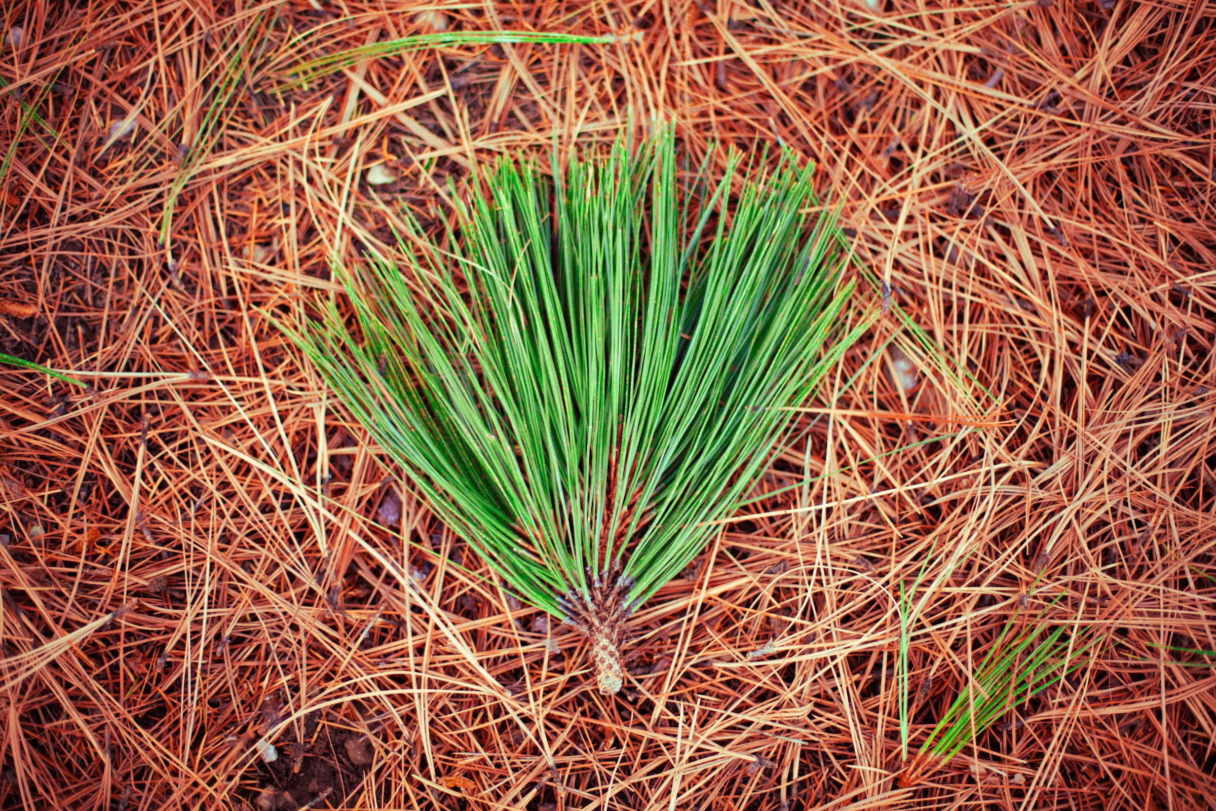 Kiefernadel Getränk Pine needle Soda fermentiert