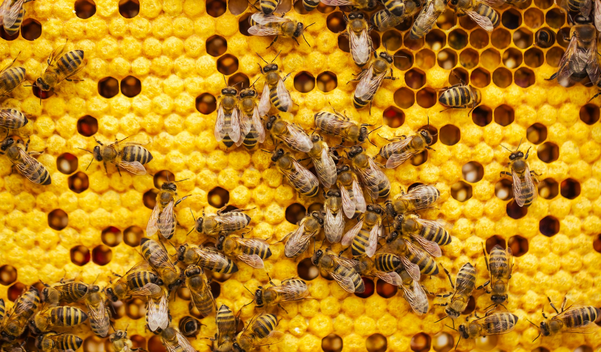 Wirkung von Handystrahlung auf Bienen