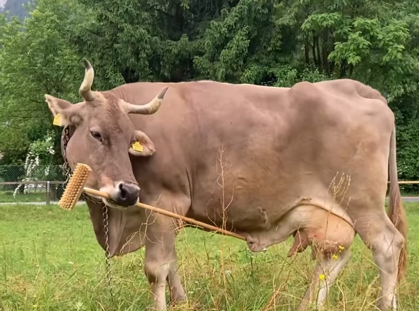 Braunvieh-Kuh Veronika verblüfft mit ihren Fähigkeiten