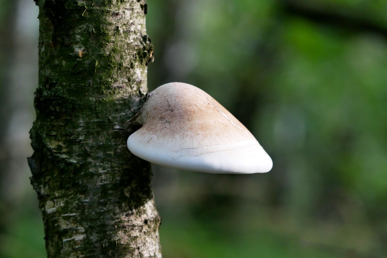 Junger Birkenporling an einer Birke Bild von Stefan P. auf Pixabay