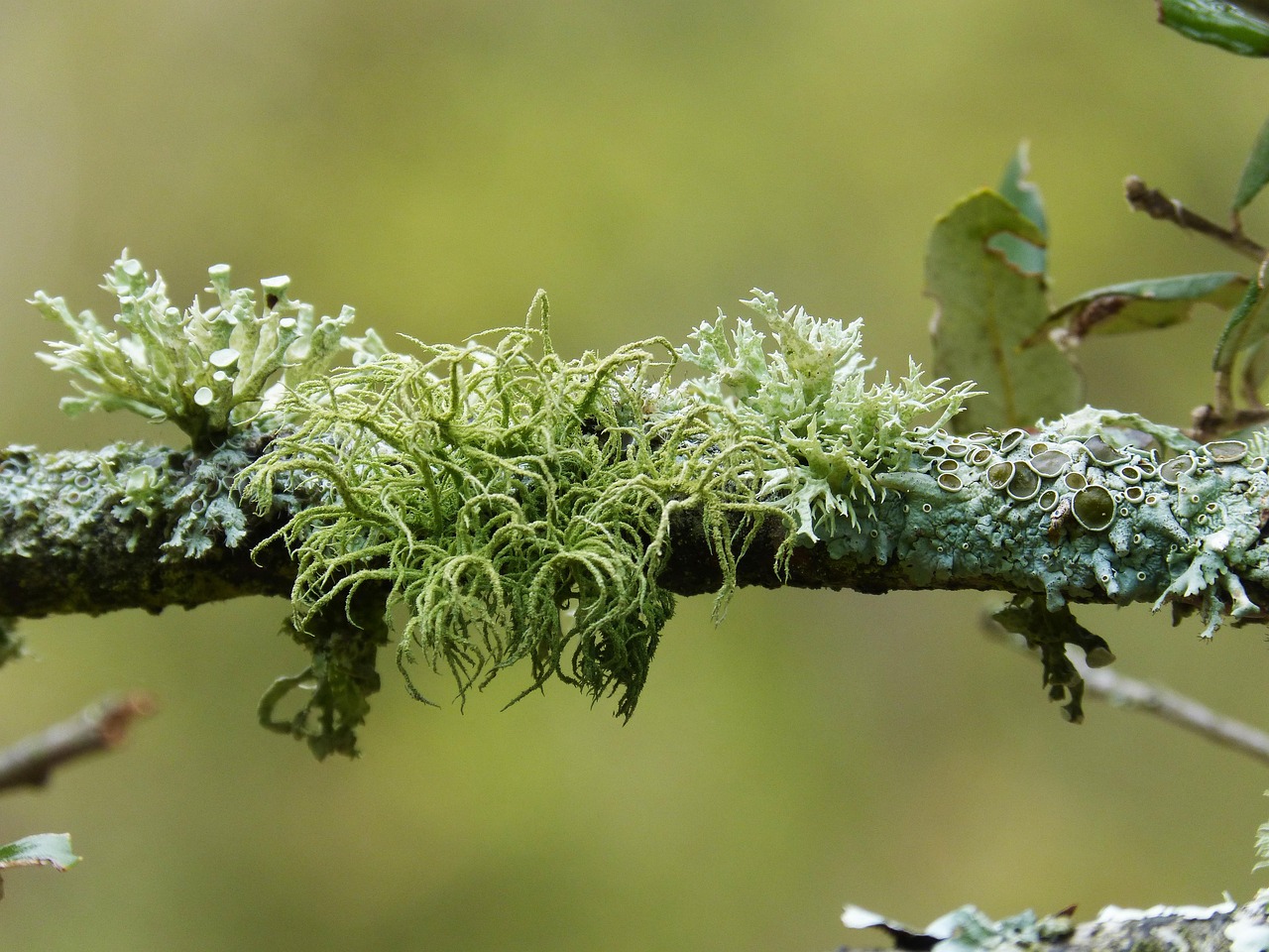 Flechten im Wald Bild von Marc Pascual auf Pixabay