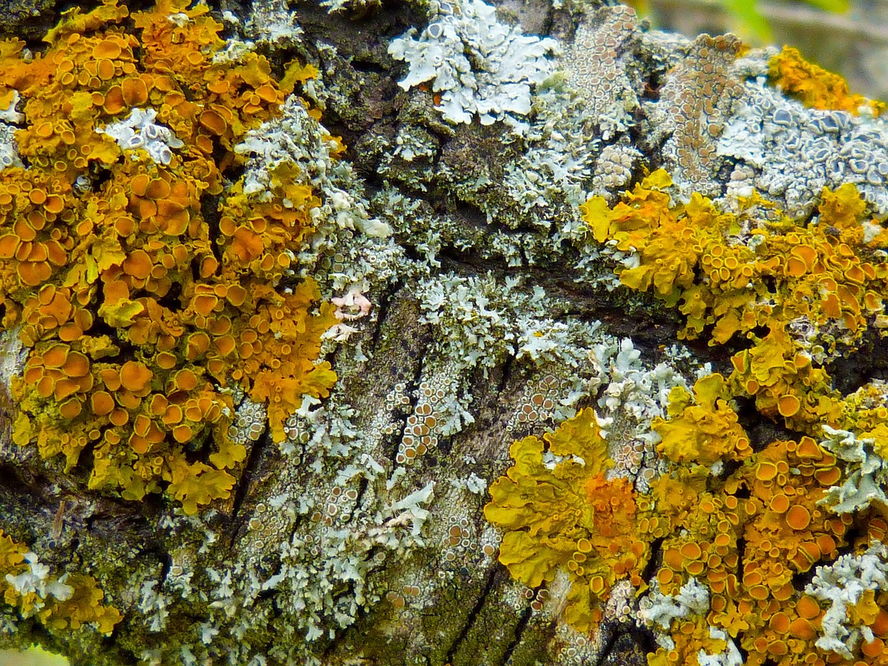 Flechten im Wald