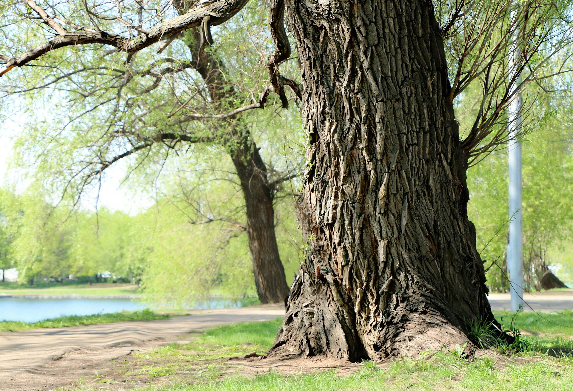 Die Rinde der Weide Salix und ihre Heilwirkungen. Image by svklimkin from Pixabay